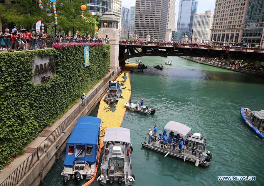 Volunteers recover rubber ducks from the Chicago River following the 13th Annual Chicago Ducky Derby in Chicago, the United States, Aug. 9, 2018. Derby organizers dropped about 60,000 rubber ducks into the Chicago river on Thursday to start the Rubber Ducky Derby this year, which helps raise money for Special Olympics Illinois. (Xinhua/Wang Ping)