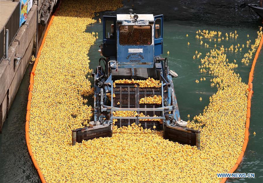 Rubber ducks float down the Chicago River during the 13th Annual Chicago Ducky Derby in Chicago, the United States, Aug. 9, 2018. Derby organizers dropped about 60,000 rubber ducks into the Chicago river on Thursday to start the Rubber Ducky Derby this year, which helps raise money for Special Olympics Illinois. (Xinhua/Wang Ping)