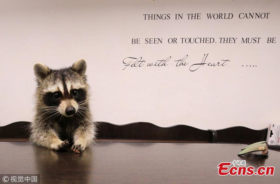 Yesha the Raccoon at Alexei Krotov\'s animal hospital, Rostov-on-Don, Russia, Aug. 2, 2018. The raccoon is considered an employee by the clinic\'s staff as it greets people at the entrance and helps to bring new clients. (Photo/VCG)