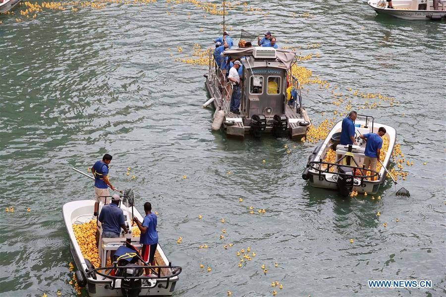 Volunteers recover rubber ducks from the Chicago River following the 13th Annual Chicago Ducky Derby in Chicago, the United States, Aug. 9, 2018. Derby organizers dropped about 60,000 rubber ducks into the Chicago river on Thursday to start the Rubber Ducky Derby this year, which helps raise money for Special Olympics Illinois. (Xinhua/Wang Ping)