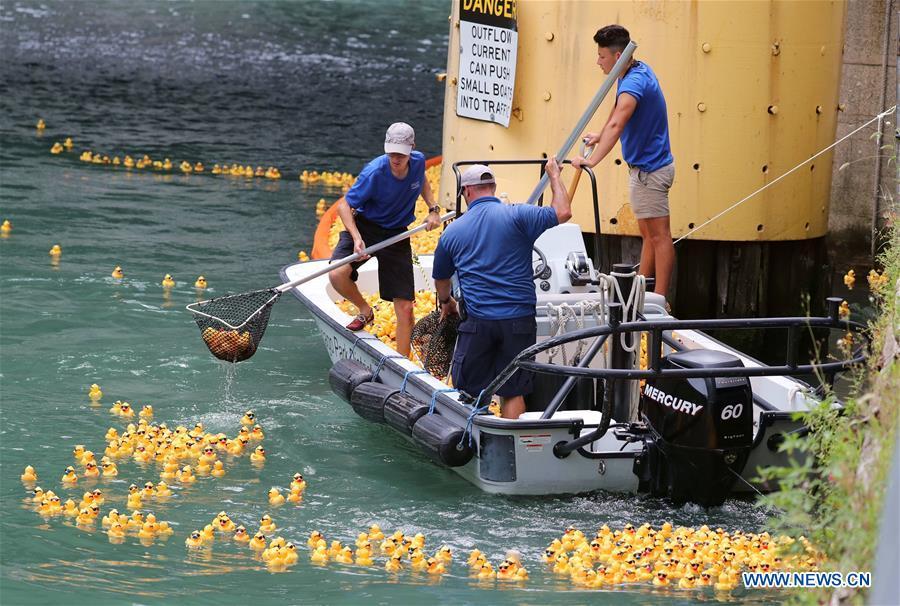 Volunteers recover rubber ducks from the Chicago River following the 13th Annual Chicago Ducky Derby in Chicago, the United States, Aug. 9, 2018. Derby organizers dropped about 60,000 rubber ducks into the Chicago river on Thursday to start the Rubber Ducky Derby this year, which helps raise money for Special Olympics Illinois. (Xinhua/Wang Ping)