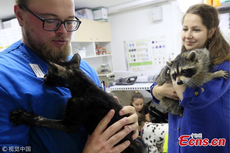 Veterinary physicians with a cat and Yesha the Raccoon at Alexei Krotov\'s animal hospital, Rostov-on-Don, Russia, Aug. 2, 2018. The raccoon is considered an employee by the clinic\'s staff as it greets people at the entrance and helps to bring new clients. (Photo/VCG)