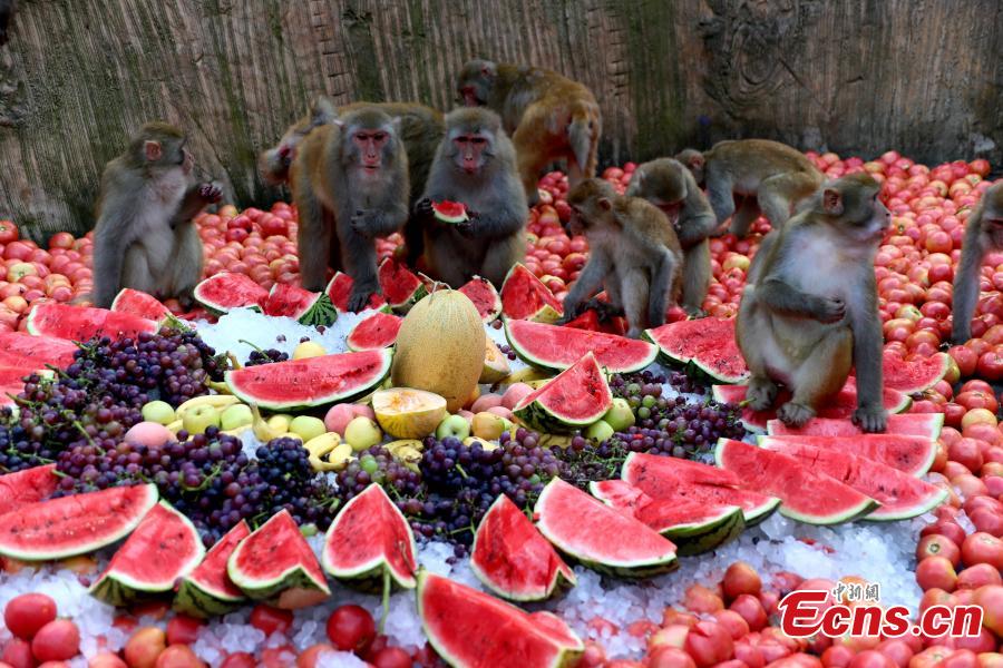 Macaque monkeys enjoy icy watermelons, bananas and other fruit at Wulongkou nature reserve in Jiyuan County, Central China\'s Henan Province, Aug. 9, 2018, as temperatures reached 37 degrees centigrade. The natural reserve is home to 3,000 macaques. (Photo: China News Service/Wang Zhongju)