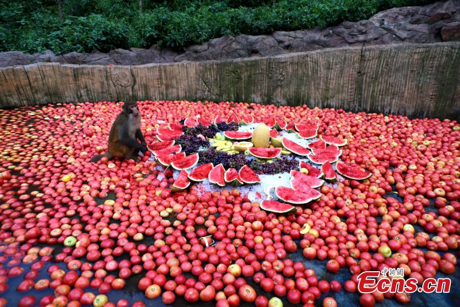 Macaque monkeys enjoy icy watermelons, bananas and other fruit at Wulongkou nature reserve in Jiyuan County, Central China\'s Henan Province, Aug. 9, 2018, as temperatures reached 37 degrees centigrade. The natural reserve is home to 3,000 macaques. (Photo: China News Service/Wang Zhongju)