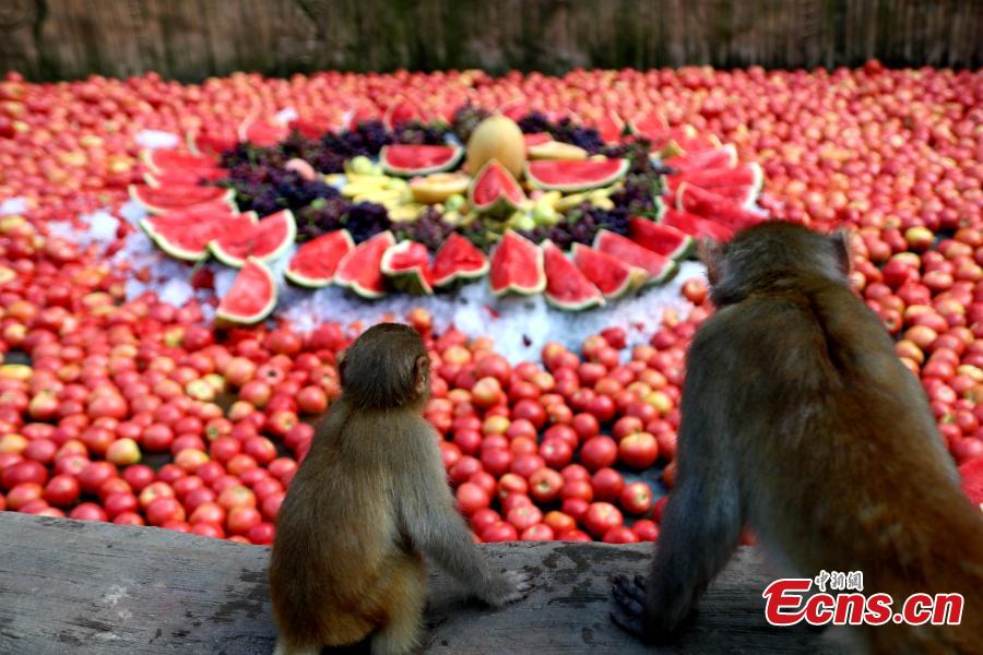 Macaque monkeys enjoy icy watermelons, bananas and other fruit at Wulongkou nature reserve in Jiyuan County, Central China\'s Henan Province, Aug. 9, 2018, as temperatures reached 37 degrees centigrade. The natural reserve is home to 3,000 macaques. (Photo: China News Service/Wang Zhongju)