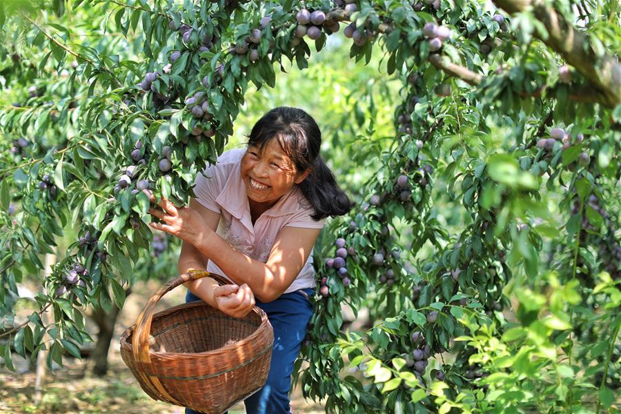 A farmer picks plums at Hongxing Village of Pingzheng Township in Zunyi, southwest China\'s Guizhou Province, Aug. 12, 2018 (Xinhua/Liu Xu)