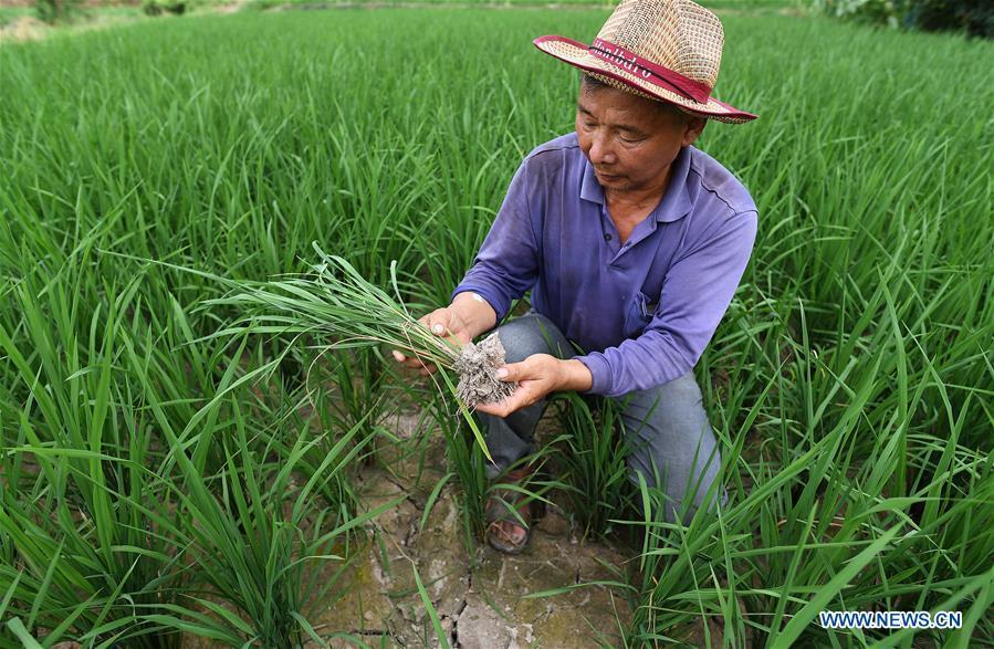 A farmer checks rice shoots in Yinshan Village of Liuli Township in Jinxi County, east China\'s Jiangxi Province, Aug. 14, 2018. Some parts of Jiangxi Province have suffered from drought for days due to the persistent summer heat and lack of rainfall. (Xinhua/Wan Xiang)