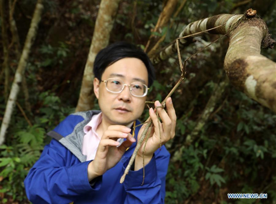 Chinese entomologist Zhao Li observes a wild stick insect in Dayaoshan state-level nature reserve in south China\'s Guangxi Zhuang Autonomous Region, July 31, 2018. Fifteen larvas of stick insects bred by the Insect Museum of West China were released to the wild on July 31. The Museum successfully bred a 64-cm-long stick insect, the largest insect in the world in 2017. (Xinhua)