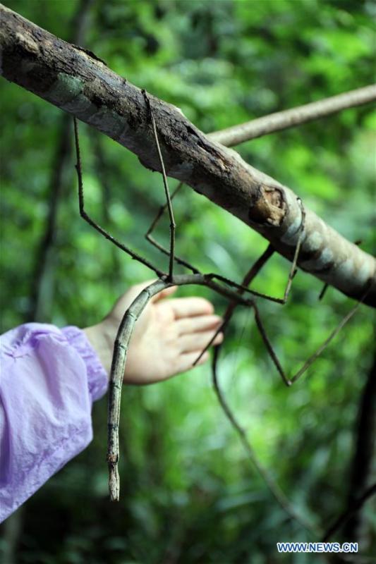 A wild stick insect is seen in Dayaoshan state-level nature reserve in south China\'s Guangxi Zhuang Autonomous Region, July 31, 2018. Fifteen larvas of stick insects bred by the Insect Museum of West China were released to the wild on July 31. The Museum successfully bred a 64-cm-long stick insect, the largest insect in the world in 2017. (Xinhua)