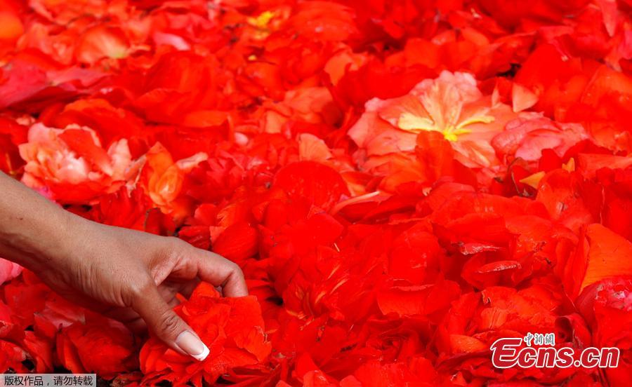 A gardener adjusts flowers on a 1,800 square meters flower carpet on the theme \