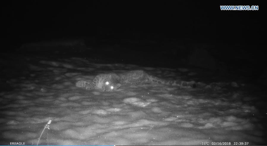 File photo shows a snow leopard in a forest in northwest China\'s Xinjiang Uygur Autonomous Region. A pilot snow leopard protection project was launched Thursday in the eastern Tianshan mountains, a major habitat of the species in Xinjiang Uygur Autonomous Region. The memorandum of cooperation was signed between the Beijing office of World Wide Fund for Nature (WWF) and the local forest and wildlife administration. The snow leopard is a Class-A protected animal in China and the International Union for Conservation of Nature classifies it as vulnerable. (Xinhua)
