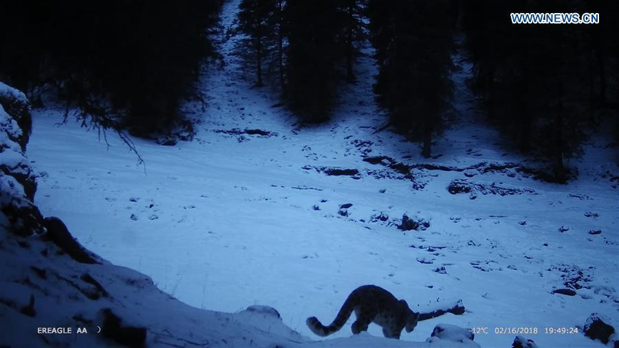 File photo shows a snow leopard in a forest in northwest China\'s Xinjiang Uygur Autonomous Region. (Xinhua)
A pilot snow leopard protection project was launched Thursday in the eastern Tianshan mountains, a major habitat of the species in Xinjiang Uygur Autonomous Region.
The memorandum of cooperation was signed between the Beijing office of World Wide Fund for Nature (WWF) and the local forest and wildlife administration.
According to He Bing, snow leopard project manager at WWF\'s Beijing office, the pilot project in Xinjiang involves installing more infrared cameras in the region, training staff on snow leopard protection, strengthening patrols, preserving habitats, and increasing public awareness through forums, seminars, and documentaries.
The snow leopard is a Class-A protected animal in China and the International Union for Conservation of Nature classifies it as vulnerable.
The global population of snow leopards has been decreasing due to factors such as poaching, habitat fragmentation, and less prey.
\
