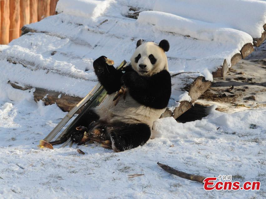 File photo of one of two giant pandas given new homes in Jilin Province in 2015. Jiajia and Mengmeng were the first giant pandas to live in a high-altitude habitat in China after they were moved from Sichuan to the Jilin Wild Life Rescue and Breeding Center in Changchun in 2015. Over the past three years, the two pandas have adapted to the new environment in Changchun. They have now been transported to Dujiangyan base in Sichuan province for a breeding project next year. (Photo: China News Service/Zhang Yao)