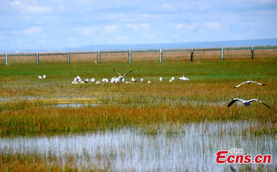 Black-headed gulls are seen at the Fairy Bay Wetland in Gangca County, on the northern shore of Qinghai Lake in Qinghai Province, Aug. 18, 2018. According to local authorities, more than 200,000 migratory birds of 92 species breed at the lake each year. (Photo: China News Service/Li Juan)