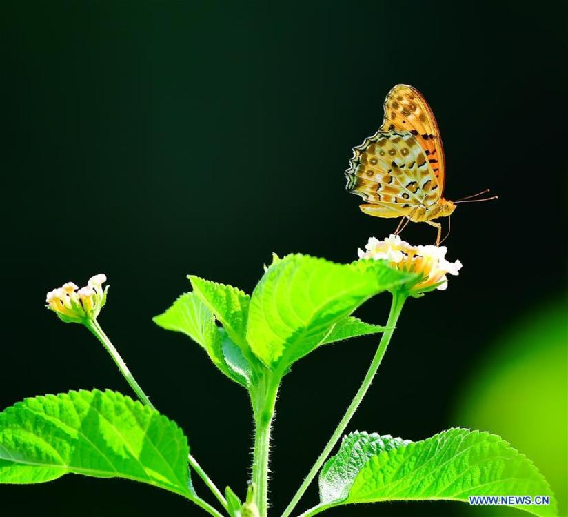 A butterfly flies among flowers at the Wenquan Park in Fuzhou, capital of southeast China\'s Fujian Province, Aug. 18, 2018. (Xinhua/Mei Yongcun)