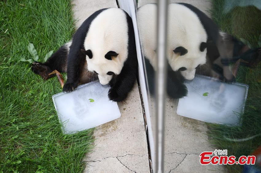 File photo of one of two giant pandas given new homes in Jilin Province in 2018. Jiajia and Mengmeng were the first giant pandas to live in a high-altitude habitat in China after they were moved from Sichuan to the Jilin Wild Life Rescue and Breeding Center in Changchun in 2015. Over the past three years, the two pandas have adapted to the new environment in Changchun. They have now been transported to Dujiangyan base in Sichuan province for a breeding project next year. (Photo: China News Service/Zhang Yao)