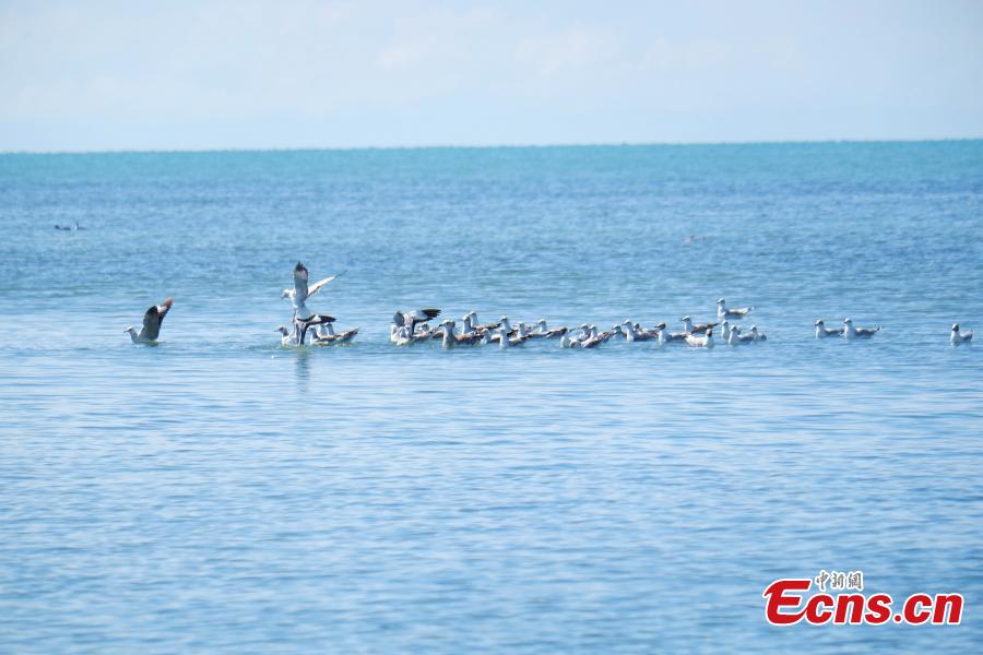 Black-headed gulls are seen at the Fairy Bay Wetland in Gangca County, on the northern shore of Qinghai Lake in Qinghai Province, Aug. 18, 2018. According to local authorities, more than 200,000 migratory birds of 92 species breed at the lake each year. (Photo: China News Service/Li Juan)