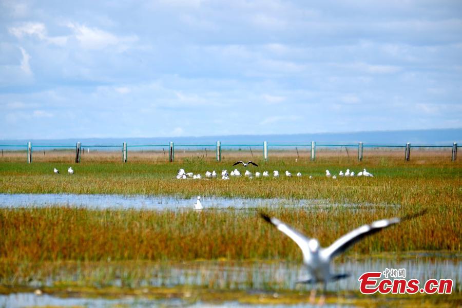 Black-headed gulls are seen at the Fairy Bay Wetland in Gangca County, on the northern shore of Qinghai Lake in Qinghai Province, Aug. 18, 2018. According to local authorities, more than 200,000 migratory birds of 92 species breed at the lake each year. (Photo: China News Service/Li Juan)