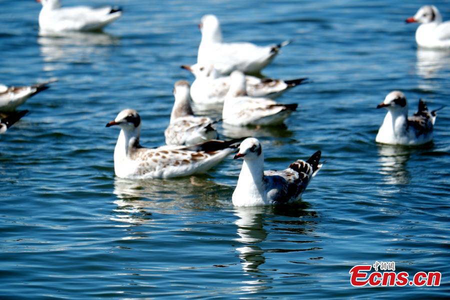 Black-headed gulls are seen at the Fairy Bay Wetland in Gangca County, on the northern shore of Qinghai Lake in Qinghai Province, Aug. 18, 2018. According to local authorities, more than 200,000 migratory birds of 92 species breed at the lake each year. (Photo: China News Service/Li Juan)