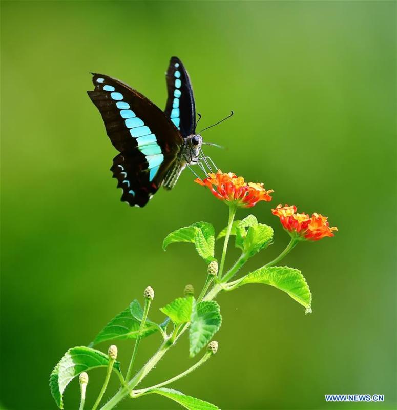 A butterfly flies among flowers at the Wenquan Park in Fuzhou, capital of southeast China\'s Fujian Province, Aug. 18, 2018. (Xinhua/Mei Yongcun)