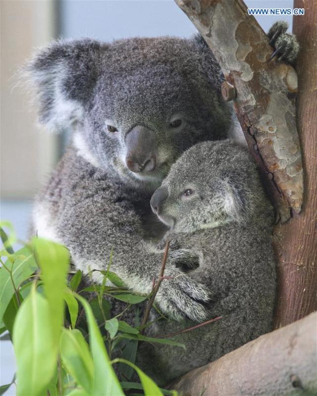 Photo taken on Aug. 20, 2018 shows the baby koala and its parent at Nanjing Hongshan Forest Zoo in Nanjing, east China\'s Jiangsu Province. A baby koala born in Nanjing Hongshan Forest Zoo in east China\'s Jiangsu Province made its first public appearance on Monday. (Xinhua/Su Yang)