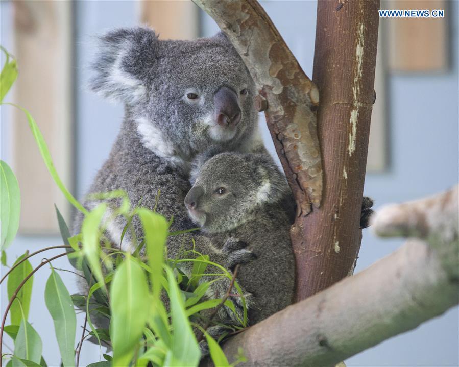 Photo taken on Aug. 20, 2018 shows the baby koala and its parent at Nanjing Hongshan Forest Zoo in Nanjing, east China\'s Jiangsu Province. A baby koala born in Nanjing Hongshan Forest Zoo in east China\'s Jiangsu Province made its first public appearance on Monday. (Xinhua/Su Yang)