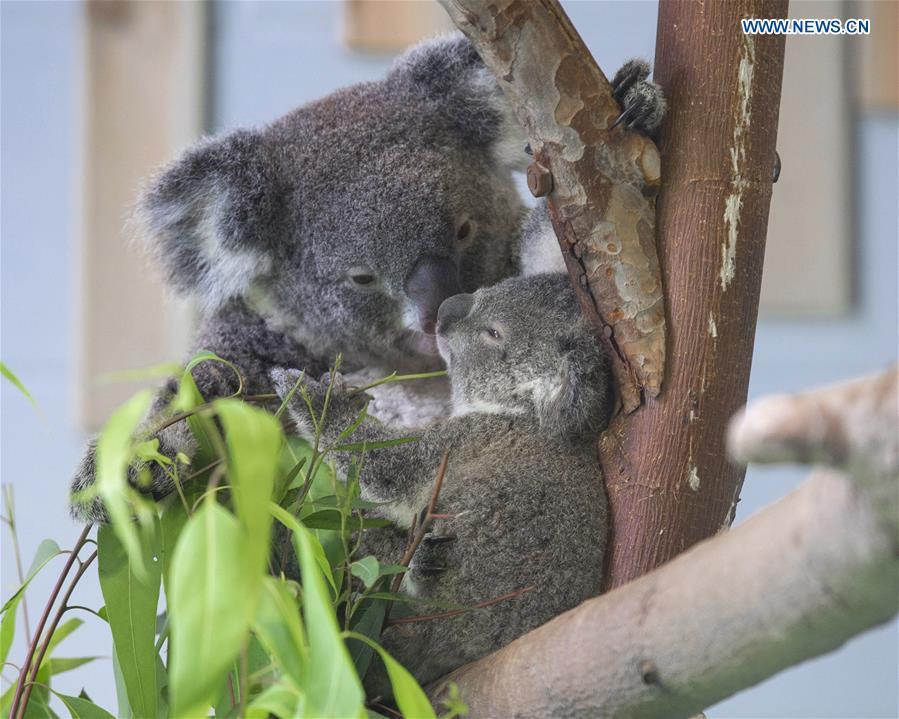 Photo taken on Aug. 20, 2018 shows the baby koala and its parent at Nanjing Hongshan Forest Zoo in Nanjing, east China\'s Jiangsu Province. A baby koala born in Nanjing Hongshan Forest Zoo in east China\'s Jiangsu Province made its first public appearance on Monday. (Xinhua/Su Yang)