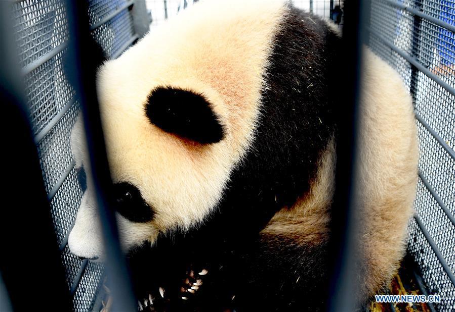 Giant panda Mu Yun waits for health check in Changchun, capital of northeast China\'s Jilin Province, Aug. 21, 2018. Chu Xin and Mu Yun, two 2-year-old female giant pandas, on Tuesday left the Dujiangyan base of China Conservation and Research Center for Giant Panda in Sichuan and arrived at the panda enclosure of the Siberian Tiger Park in Changchun. The pandas will meet the public on Aug. 24. (Xinhua/Lin Hong)