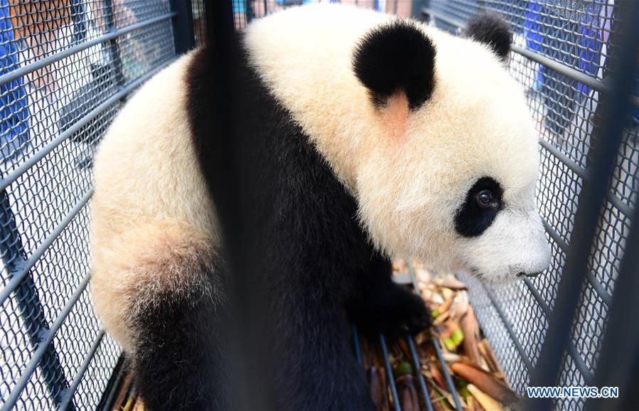 Giant panda Chu Xin waits for health check in Changchun, capital of northeast China\'s Jilin Province, Aug. 21, 2018. Chu Xin and Mu Yun, two 2-year-old female giant pandas, on Tuesday left the Dujiangyan base of China Conservation and Research Center for Giant Panda in Sichuan and arrived at the panda enclosure of the Siberian Tiger Park in Changchun. The pandas will meet the public on Aug. 24. (Xinhua/Lin Hong)