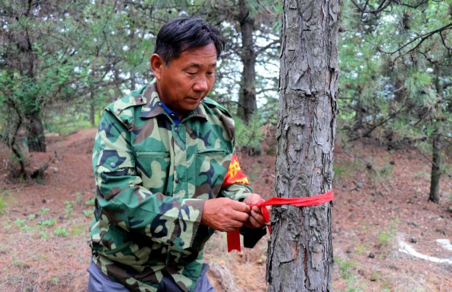 Zhong Sheng, a forest ranger, marks a tree on the Loess Plateau. (WANG HONG/FOR CHINA DALIY)