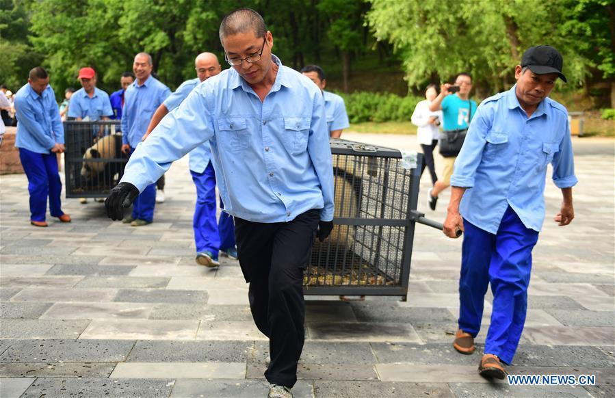 Staff members carry giant pandas Chu Xin and Mu Yun with cages for quarantine in Changchun, capital of northeast China\'s Jilin Province, Aug. 21, 2018. Chu Xin and Mu Yun, two 2-year-old female giant pandas, on Tuesday left the Dujiangyan base of China Conservation and Research Center for Giant Panda in Sichuan and arrived at the panda enclosure of the Siberian Tiger Park in Changchun. The pandas will meet the public on Aug. 24. (Xinhua/Lin Hong)