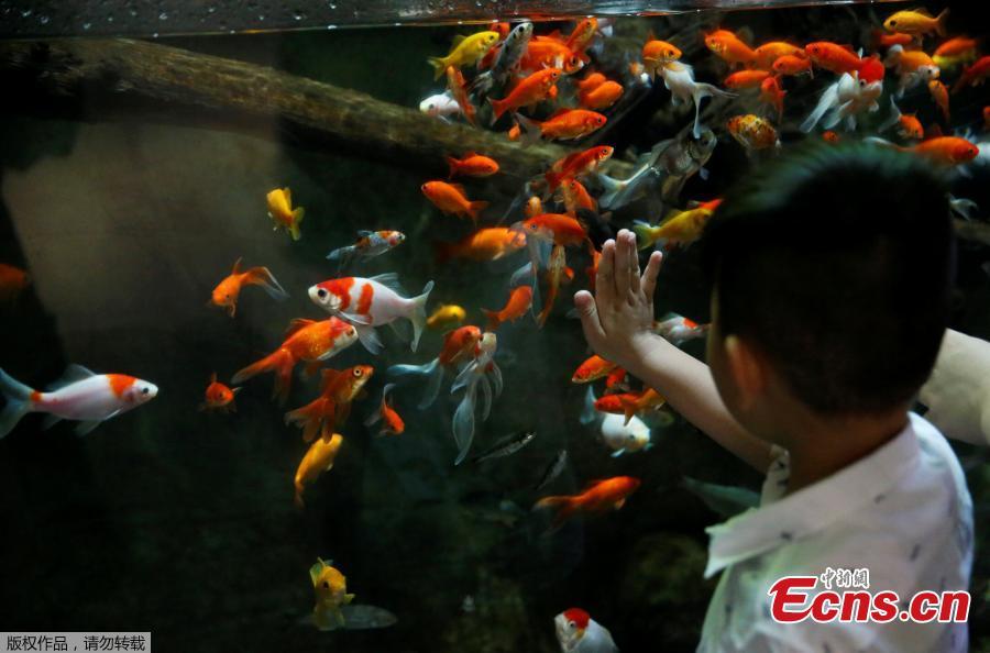 A young boy watches a goldfish aquarium as Paris aquarium launched an operation to take care of hundreds of goldfish abandoned by French holiday-makers, in Paris, August 20, 2018. Picture taken, August 20, 2018. (Photo/Agencies)