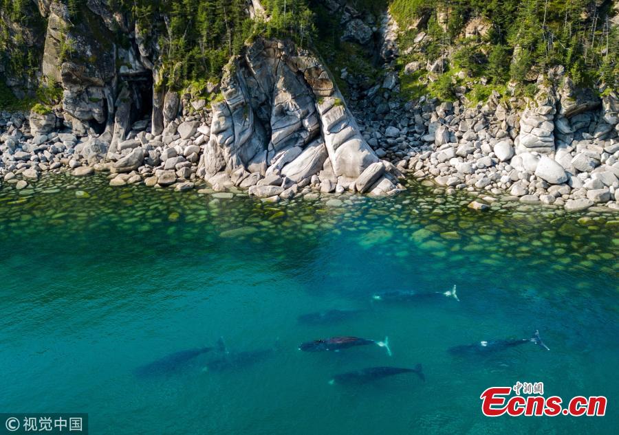 Bowhead whales swim in the Vrangel Bay, 50km of the southern border of the Shantar Islands National Park. The bowhead whales, also known as Greenland right whales, can weigh from 75 to 100 tones and occupy the Bering-Chukchi-Beaufort (BCB) region. The population of the whales is 10,000. (Photo/VCG)