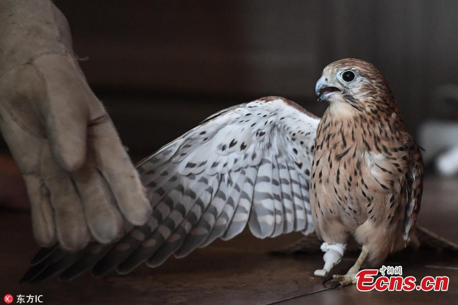 An amputee kestrel named Grom with a prosthetic foot developed by the Optiplane design bureau Aug. 21, 2018. (Photo/IC)