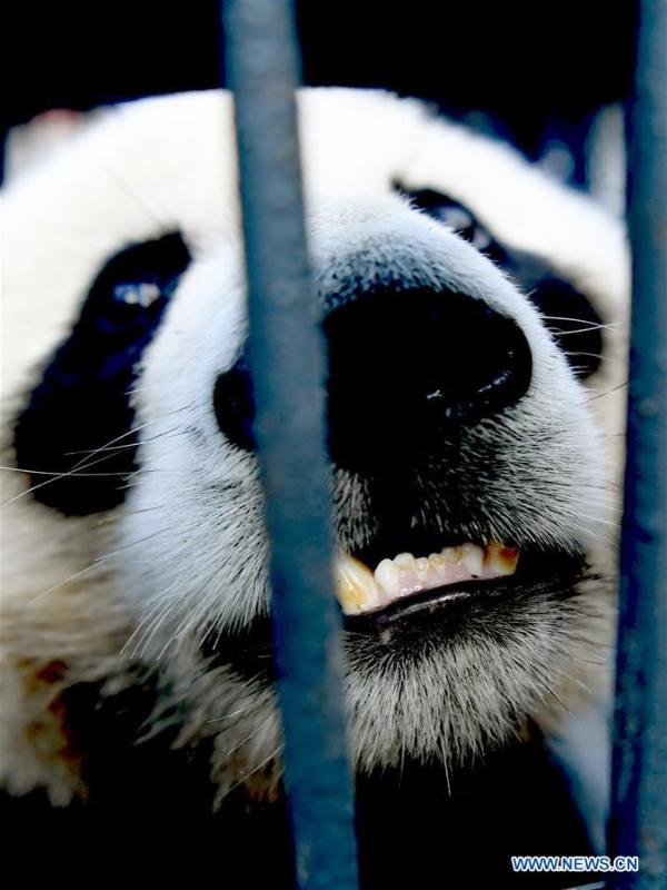 Photo taken on Aug. 21, 2018 shows giant panda Chu Xin in Changchun, capital of northeast China\'s Jilin Province. Chu Xin and Mu Yun, two 2-year-old female giant pandas, on Tuesday left the Dujiangyan base of China Conservation and Research Center for Giant Panda in Sichuan and arrived at the panda enclosure of the Siberian Tiger Park in Changchun. The pandas will meet the public on Aug. 24. (Xinhua/Lin Hong)