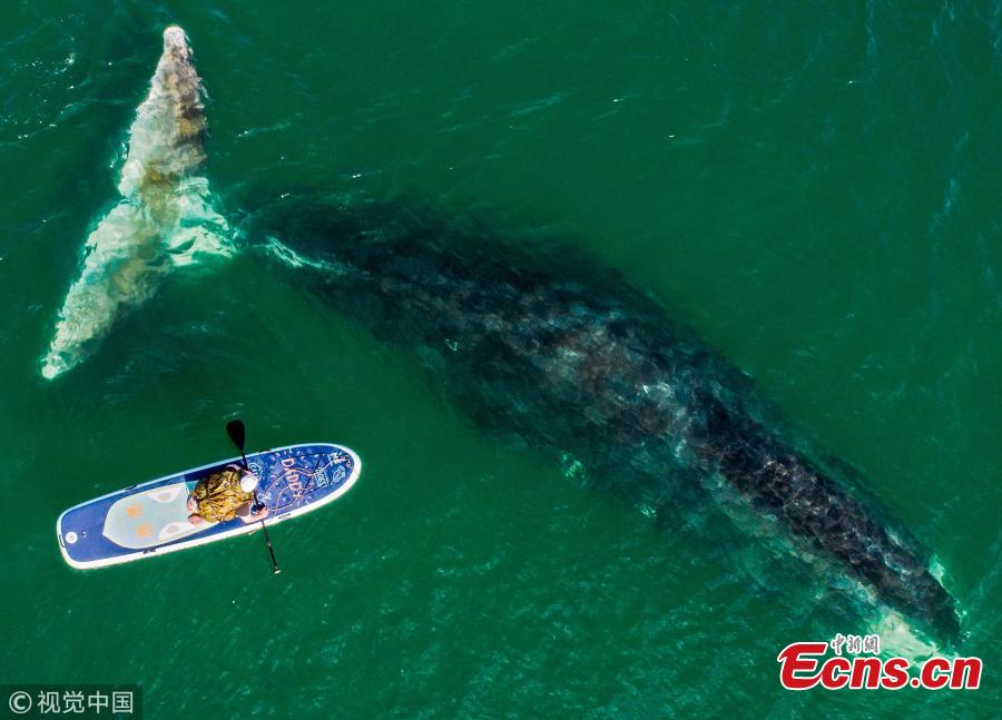 Bowhead whale and a SUP surfer in the Vrangel Bay, 50km of the southern border of the Shantar Islands National Park. The bowhead whales, also known as Greenland right whales, can weigh from 75 to 100 tones and occupy the Bering-Chukchi-Beaufort (BCB) region. The population of the whales is 10,000. (Photo/VCG)
