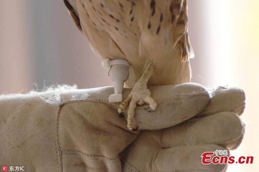 An amputee kestrel named Grom with a prosthetic foot developed by the Optiplane design bureau Aug. 21, 2018. (Photo/IC)