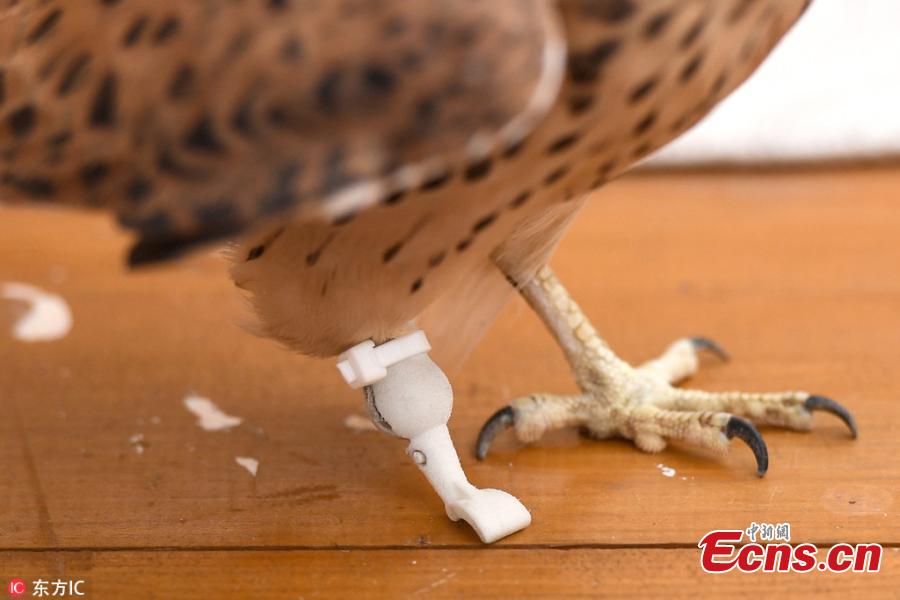 An amputee kestrel named Grom with a prosthetic foot developed by the Optiplane design bureau Aug. 21, 2018. (Photo/IC)
