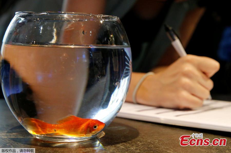 Emie Le Fouest from Paris brings her goldfish named \