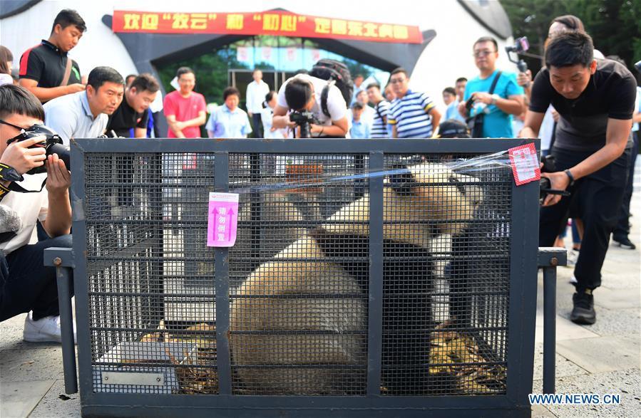 Journalists take photos of giant pandas Chu Xin and Mu Yun in Changchun, capital of northeast China\'s Jilin Province, Aug. 21, 2018. Chu Xin and Mu Yun, two 2-year-old female giant pandas, on Tuesday left the Dujiangyan base of China Conservation and Research Center for Giant Panda in Sichuan and arrived at the panda enclosure of the Siberian Tiger Park in Changchun. The pandas will meet the public on Aug. 24. (Xinhua/Lin Hong)