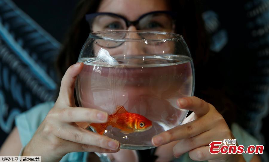 Emie Le Fouest from Paris brings her goldfish named \