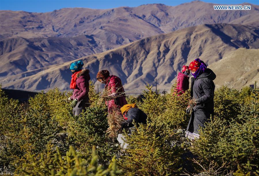 Villagers work at a plantation in Naidong District of Shannan, southwest China\'s Tibet Autonomous Region, Dec. 11, 2017. Over the past four decades, the Shannan people have made achievements in desert control by building a 1.8-kilometer-wide \
