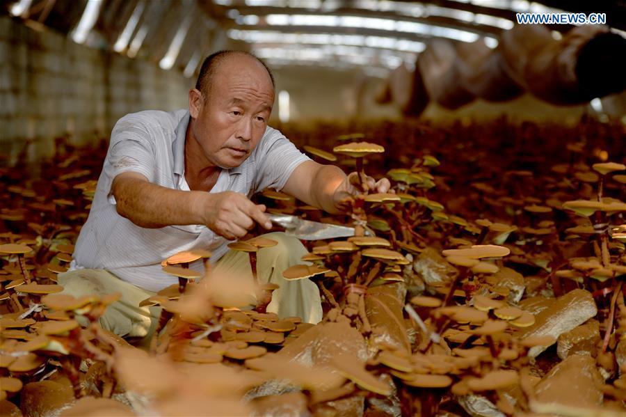 A villager trims lingzhi mushrooms at a greenhouse in Shuimotou Village of Chanfang Township in Shahe, north China\'s Hebei Province, Aug. 22, 2018. Shuimotou village has developed a mechanism for lingzhi mushroom cultivation, joining planting bases, cooperatives and farmers together, to promote the industry as a way of increasing local farmers\' income. More than 100 villagers realized an increase of more than 5,000 yuan (733 U.S.dollars) on annual per capita income. (Xinhua/Mu Yu)