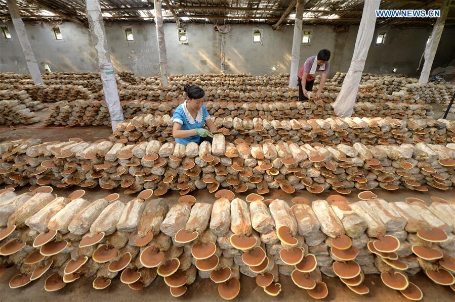 A villager takes care of lingzhi mushrooms at a greenhouse in Shuimotou Village of Chanfang Township in Shahe, north China\'s Hebei Province, Aug. 22, 2018. Shuimotou village has developed a mechanism for lingzhi mushroom cultivation, joining planting bases, cooperatives and farmers together, to promote the industry as a way of increasing local farmers\' income. More than 100 villagers realized an increase of more than 5,000 yuan (733 U.S.dollars) on annual per capita income. (Xinhua/Mu Yu)