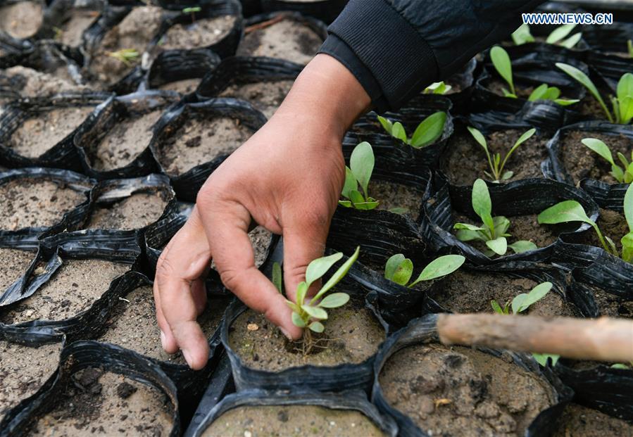 A villager works at a nursery base in Zhanang County of Shannan, southwest China\'s Tibet Autonomous Region, July 23, 2018. Over the past four decades, the Shannan people have made achievements in desert control by building a 1.8-kilometer-wide \