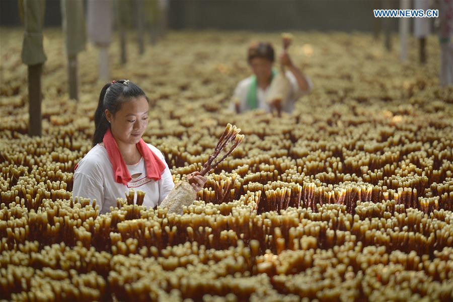 Villagers take care of lingzhi mushrooms at a greenhouse in Shuimotou Village of Chanfang Township in Shahe, north China\'s Hebei Province, Aug. 22, 2018. Shuimotou village has developed a mechanism for lingzhi mushroom cultivation, joining planting bases, cooperatives and farmers together, to promote the industry as a way of increasing local farmers\' income. More than 100 villagers realized an increase of more than 5,000 yuan (733 U.S.dollars) on annual per capita income. (Xinhua/Mu Yu)
