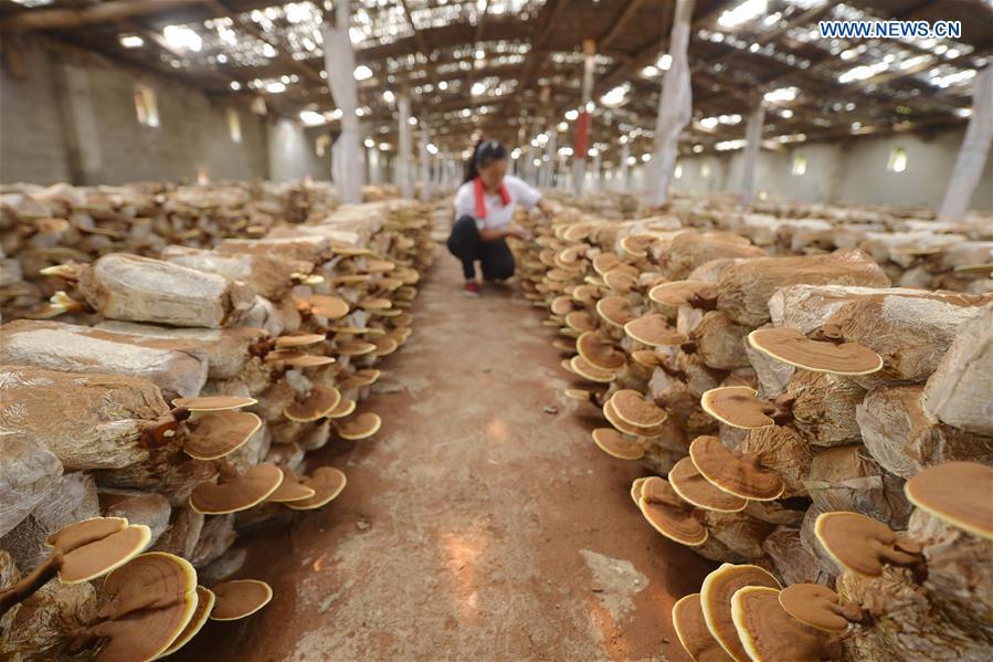 Villagers take care of lingzhi mushrooms at a greenhouse in Shuimotou Village of Chanfang Township in Shahe, north China\'s Hebei Province, Aug. 22, 2018. Shuimotou village has developed a mechanism for lingzhi mushroom cultivation, joining planting bases, cooperatives and farmers together, to promote the industry as a way of increasing local farmers\' income. More than 100 villagers realized an increase of more than 5,000 yuan (733 U.S.dollars) on annual per capita income. (Xinhua/Mu Yu)