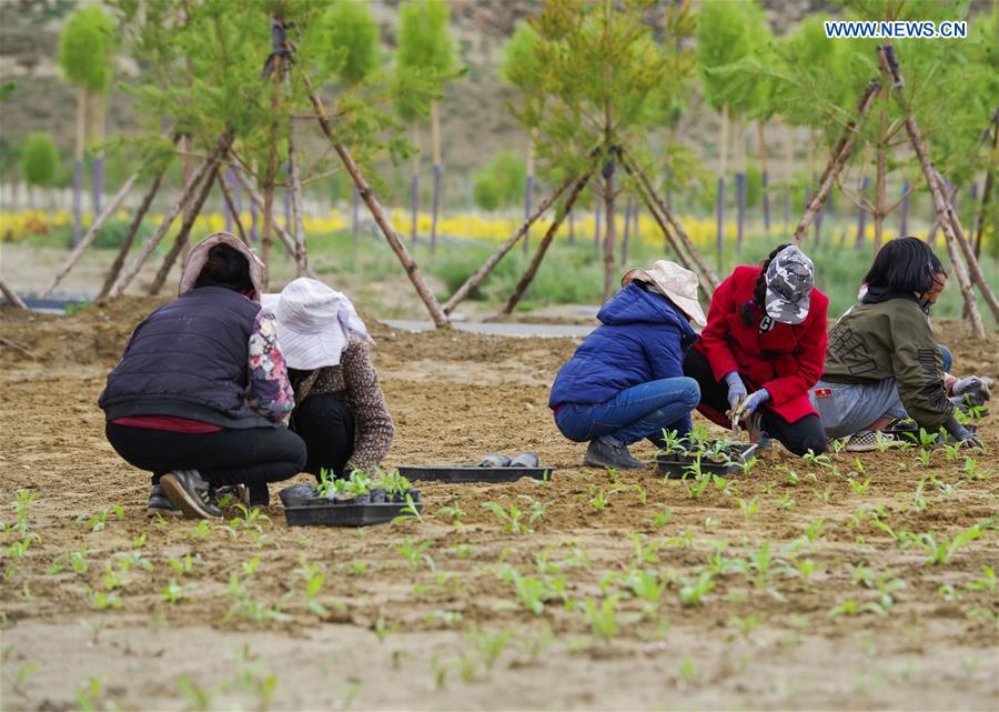 Villagers plant saplings at a nursery base in Zhanang County of Shannan, southwest China\'s Tibet Autonomous Region, July 23, 2018. Over the past four decades, the Shannan people have made achievements in desert control by building a 1.8-kilometer-wide \