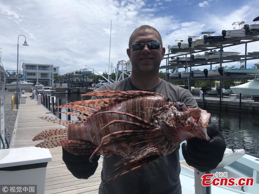 Timothy Blasko of Cutchogue, New York set a state record this month for spearing the heaviest lionfish in the Atlantic Ocean while diving in the Florida Keys. It weighed in at 3.10 pounds, or 1,408 grams. Timothy Blasko, 37, was diving the Tennessee Reef, three miles south of Long Key State Park, on Aug. 6 at mile marker 67.5, when he speared the lionfish. (Photo/VCG)