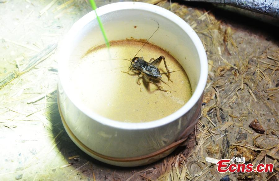A cricket caught in Sidian Town, Ningyang County, East China’s Shandong Province. The town has been famous as a source of crickets for tens of years and it’s estimated the insect has generated an annual revenue of 700 million yuan ($102 million). Wang Yingxi, who works in other cities for better-paying jobs, often comes back to his hometown to search for crickets during the season. Zhang Maolong, a 58-year-old cricket dealer, said he bought 90 crickets since July 26 and the most expensive one was 3,600 yuan. Liu Deqiang, director of a local cricket association, claimed over 200,000 dealers visited the town in the season and one cricket fetched a record of 100,000 yuan. (Photo: China News Service/Hao Xuejuan)